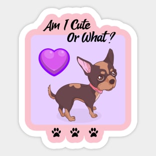 Chihuahua Puppy / Am I Cute Or What / Chihuahua Design Sticker